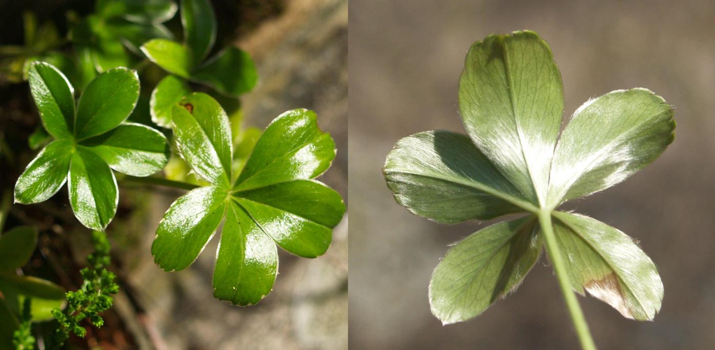 Lady's Mantle, Rock leaf